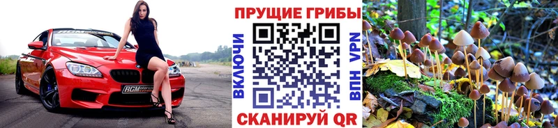 где продают   omg   Псилоцибиновые грибы Psilocybine cubensis  Кировград 